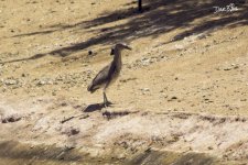 Black-crowned Night Heron WM RS 0017.jpg