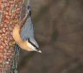 Nuthatch.jpg