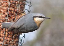 Nuthatch1.jpg