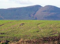 hen harrier departing cooley.jpg