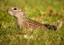 Mexican Ground-Squirrel 110706 reduced.jpg