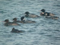 PH Red Breasted Merganser 3.JPG