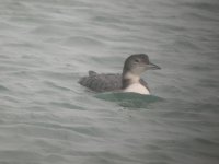 PH Great Northern Diver 2.JPG