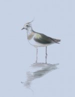 Lapwing3.jpg