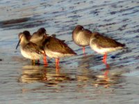 long billed dowitcher dundalk quay jan 07.jpg