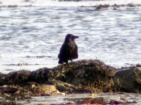 carrion crow carlingford lough jan 07.jpg