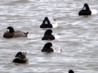 scaup carlingford lough jan 06.jpg