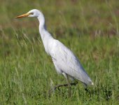 EgretBahamas_MG_6129.jpg