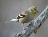 _american_goldfinch.jpg