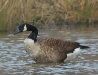 _canada_goose.jpg