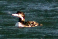 great northern diver bill.jpg