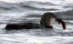 great northern diver wt fish.jpg