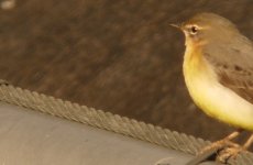 grey_wagtail_unprocessed_crop_3nov06_772l_10.jpg