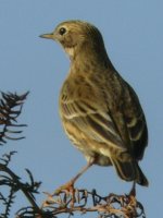 meadow_pipit_unprocessed_crop_7oct06_640p_10.jpg