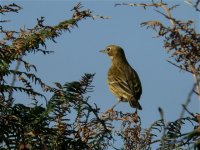 meadow_pipit_7oct06_640_20.jpg