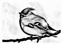 WaxwingSketch.jpg