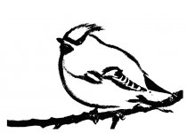 WaxwingSketch.jpg