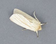 Wainscot220706.JPG