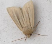 Wainscot260706.JPG