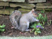 DS squirrel eating tulip shoot 070207 1.jpg