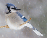 13278Blue-Jay-looking-right-in-s.gif