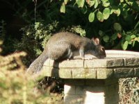 DS squirrel on bird-bath 020906 1.jpg