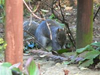 DS squirrel burying nuts 1712 .jpg