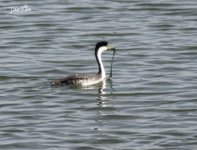 WESTERN GREBE WM RS 0001.jpg