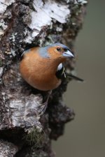 20160317 (4)_Chaffinch (683x1024).jpg