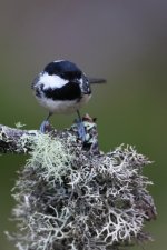 20160317 (5)_Coal_Tit (683x1024).jpg