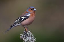 20160317 (10)_Chaffinch (1024x683).jpg