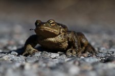 20160317 (29)_Common_Toad (1024x683).jpg