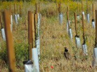 2016.06.10 Mal Little Bustard.JPG