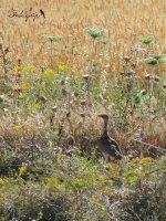 2016.06.10 Fem Little Bustard.jpg