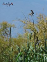 2016.06.10 Great Reed Warbler.jpg