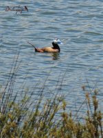 2016.06.10 White-headed Duck.jpg