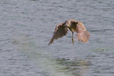 Black-Crowned Night Heron (juv.) (1).jpg