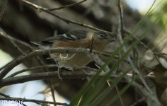 Bay Breasted Warbler 5-5-2016-12.jpg