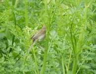 Willow Warbler__1463842256_86.19.119.216.jpg