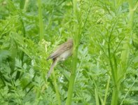 Willow Warbler-2__1463842329_86.19.119.216.jpg