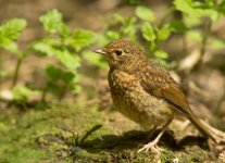 Juvenile Robin.jpg