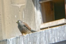 Kestrel digiscoped 45x.jpg