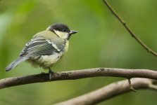 Juvenile Great Tit.jpg