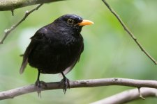 Blackbird male.jpg