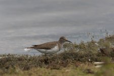 Common Sandpiper.jpg