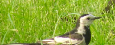 wagtail.jpg