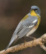 northern parula NJ A6300 S30mm stx85mm digi_DSC4543.jpg