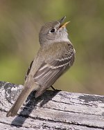 least flycatcher NJ A6300 S30mm stx85 DCB11_DSC3780.jpg