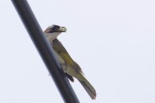 Chinese Bulbul.jpg