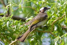 Light-Vented (Chinese) Bulbul.jpg